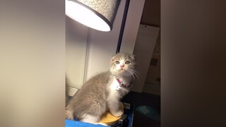 Trông lúc bé cũng thơ ngây thật, rất ngu ngơ ngốc nghếch iu iu cat ChiLaBanThan catsoftiktok cutecat kitten