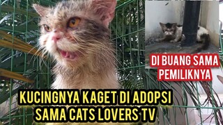 Masya Allah Kucing Ras Ini Mencari Seseorang Yang Mau Mengadopsinya Semenjak di Buang Pemiliknya..!