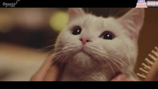 【快过来】男主变成猫猫揽客～