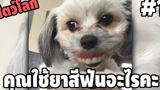 Ep1 คุณใช้ยาสีฟันอะไรคะ ทำไมขาวจัง ( สัตว์โลกกวนตีน SS4 ) - พากย์นรก easy boy