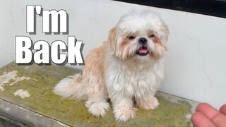 I'm Back! | Cute & Funny Shih Tzu Dog Video