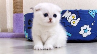 One of the cutest baby cat in the world  - Scottish Fold kitten Franklin - 1 month - SFS ns 11