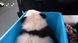 Animal|Cute Baby Panda