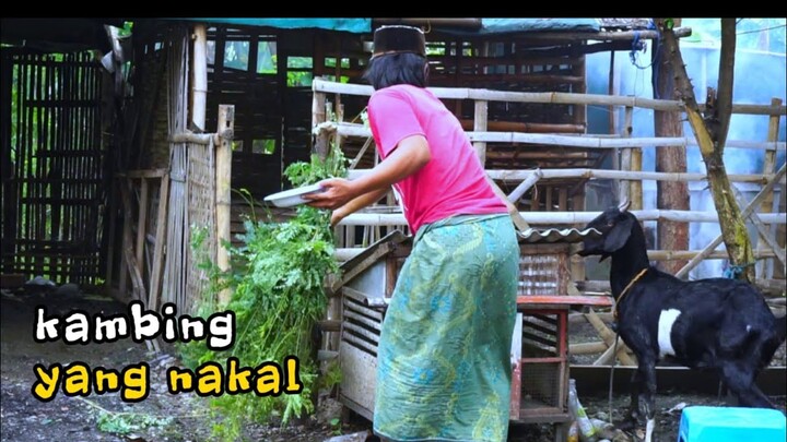 MADURA LUCU.//KAMBING YANG NAKAL