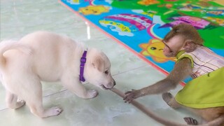 Don't Bite My Tail!! Tiny Toto trying to take her tail away while the puppy trying to play with her