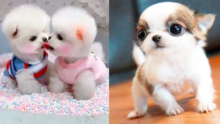 Baby Dogs - การรวบรวมวิดีโอสุนัขน่ารักและตลก 3 Aww สัตว์