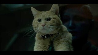 The orange cat is actually a Flerken?