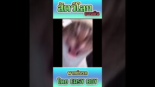 รวมคลิปฮา พากย์นรก #short #easyboy #คลิปฮา #เบสไวน์