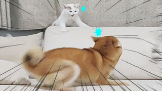 Chú mèo được nhặt về xưng bá cả nhà, chó Shiba sợ vãi tè!