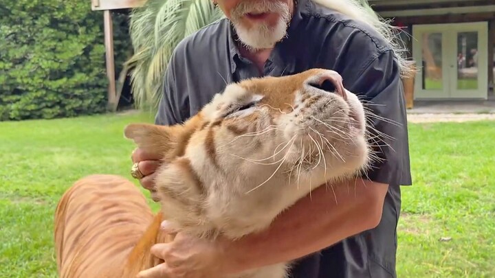 [Animal] A video of feeding tiger with raw meat