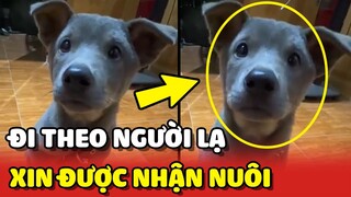 Bé chó cỏ "MẶT DÀY" đi theo NGƯỜI LẠ 3km để được NHẬN NUÔI 🥰 | Yêu Lu