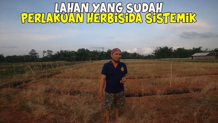 Lahan Yang Sudah Perlakuan Herbisida Sistemik