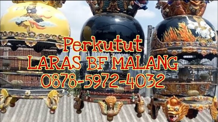 Perkutut Bangkok LARAS BF MALANG