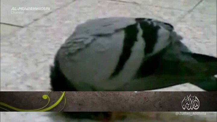 Burung, Kucing, Sapi, dan Singa Bersujud dan Menyebut Nama Allah, Subhanallah