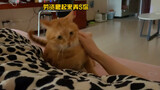 完了…我的猫被带傻了