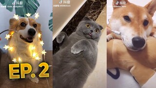 Tik Tok Animals #2: รวมคลิปสัตว์ ตลก น่ารักจา | Pet Clips