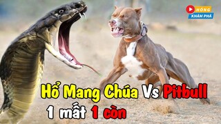 🏆RẮN HỔ MANG CHÚA  ĐẠI CHIẾN Với Pitbull, Những Trận Đánh Làm Nên Thương Hiệu Ông Vua Lì Đòn