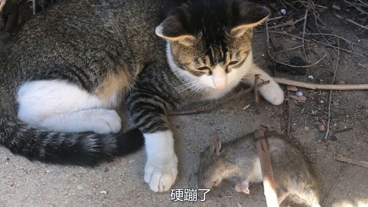 [Cat and Mouse 5] The fifth mouse caught by the Chinese rural cat!