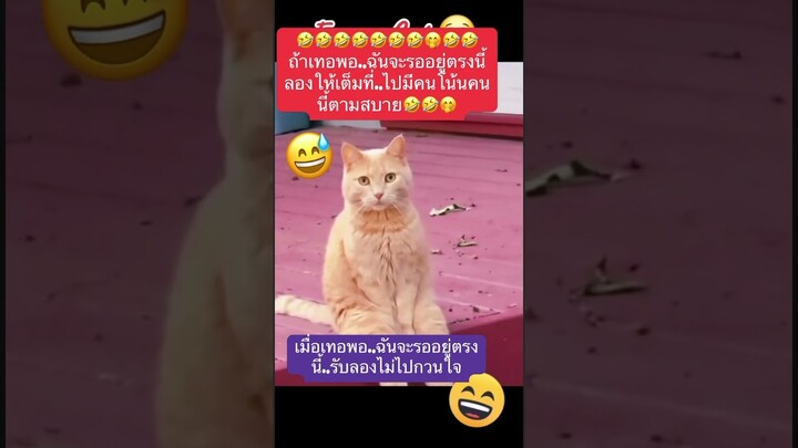 ข่อยสิถ่ายุ่หนิเด้อ🤣 #คลิปตลกฮาๆ #สายฮาพาเพลิน #ตลกคลายเครียด #นิศาคนสู้ชีวิต