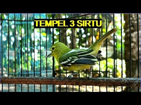 Sirtu Jantan Dan Betina || Tempel 3 Cipoh Narung