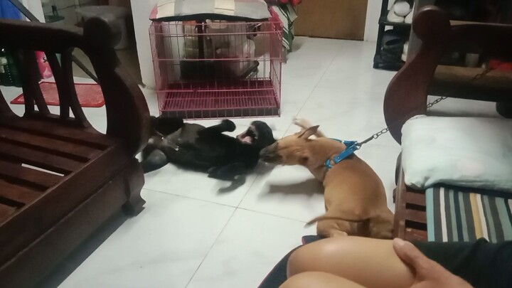 Lambigan ni Bella(black) at Loki(brown)