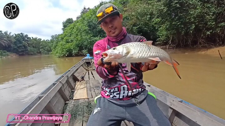 Cara mancing Hampala sungai besar