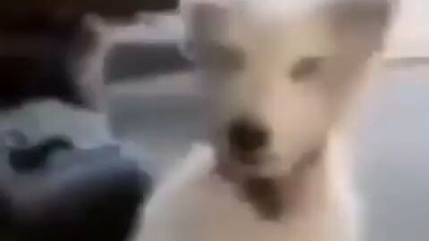 dog laughs in low quality