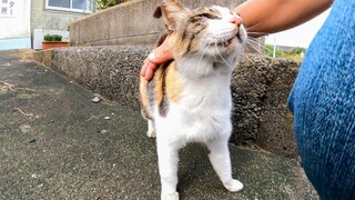 The Calico Cat in the Flower Bed Saw Me And Wanted to Be Pet