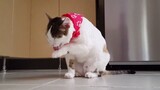 video_of_funny_cat (1080p)