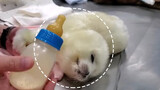 Baby seal is so cute!