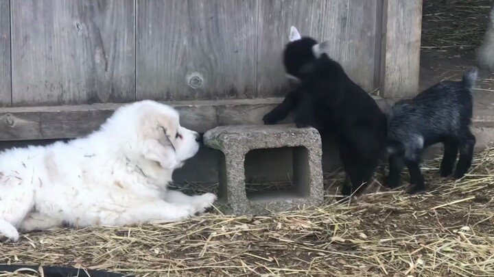 An interracial conversation between a goat and a puppy~