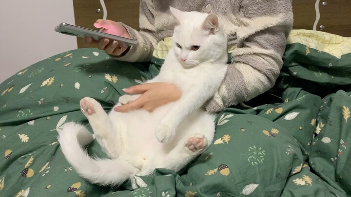 The moment the automatic feeder dispensed food, the cat flew out