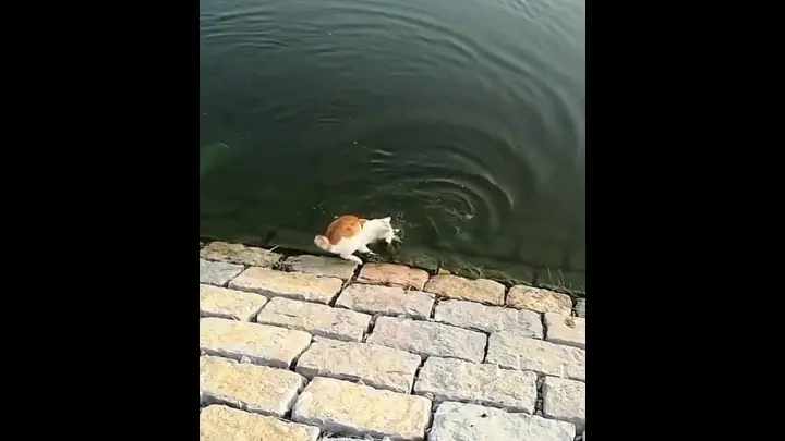 Cat saves Fish from DROWNING😂