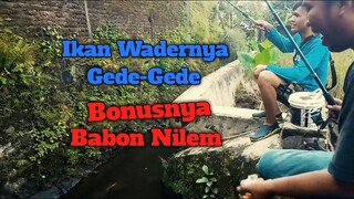 Mancing Wader di Selokan Kecil Malah Ada Babon Nilemnya