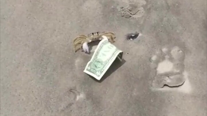 Tuan Krabs?