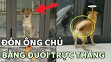 Chú chó đón ông chủ tương lai bằng chiếc ĐUÔI TRỰC THĂNG vô cùng dễ thương 😍 | Yêu Lu