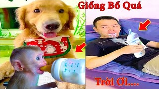 Thú Cưng TV  | Tứ Mao Đại Náo #18 | Chó Golden Gâu Đần thông minh vui nhộn | Pets cute dog