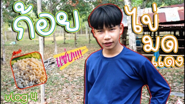 เชฟเเรียว :  หาเเหย่ไข่มดเเดง เอาไปก้อยเเซ่บขนาด!!! vlog 4