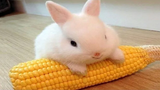 วิดีโอกระต่ายกระต่ายน้อยตลกและน่ารัก - การรวบรวมวิดีโอสัตว์เด็ก (2019)