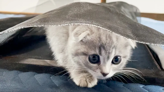 Lulu a kitten who helps repair the screen door