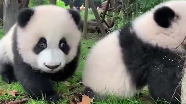 Panda + Li Bai + Shu Shan = ?