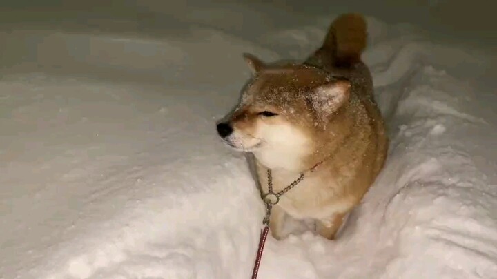 It was very cold, the road was icy, and Shiba Inu had to go out on the street