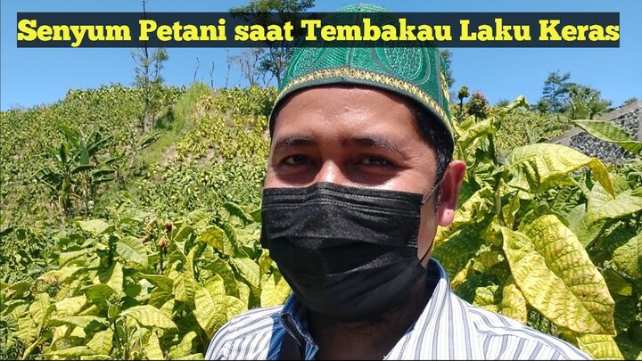 Harga Tembakau Boyolali Jos Tenan