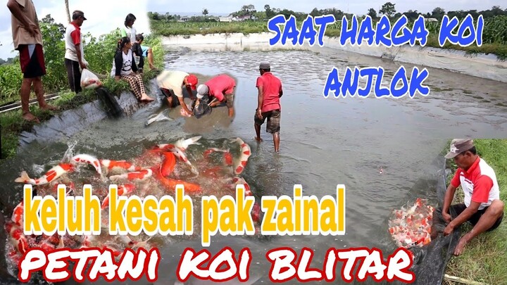 YANG LAIN BERALIH IKAN KONSUMSI PAK ZAINAL TETAP BUDIDAYA IKAN KOI