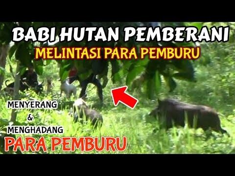 BABI HUTAN PEMBERANI MENJADI VIRAL !! SETELAH MELINTASI & MENCOBA M3NY3R4NG PARA PEMBURU DI SUMBAR