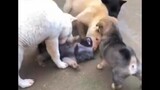 The puppy was bullied and ran to the big dog for help the next second