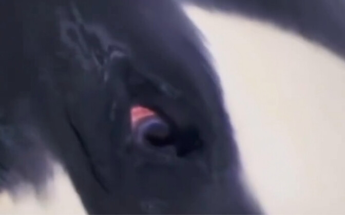 Feel the death stare of a killer whale