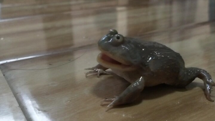 The Angry Croaks of the llanos Frog