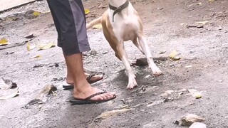 Sering onli 3 APBT