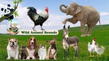 Funny Animal Sounds Around Us: Donkey Sounds, Elephant, Panda, Rooster,... | Peaceful Music